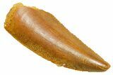 Serrated Raptor Tooth - Real Dinosaur Tooth #364846-1